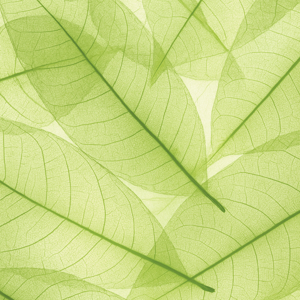 Green Tea Extract
