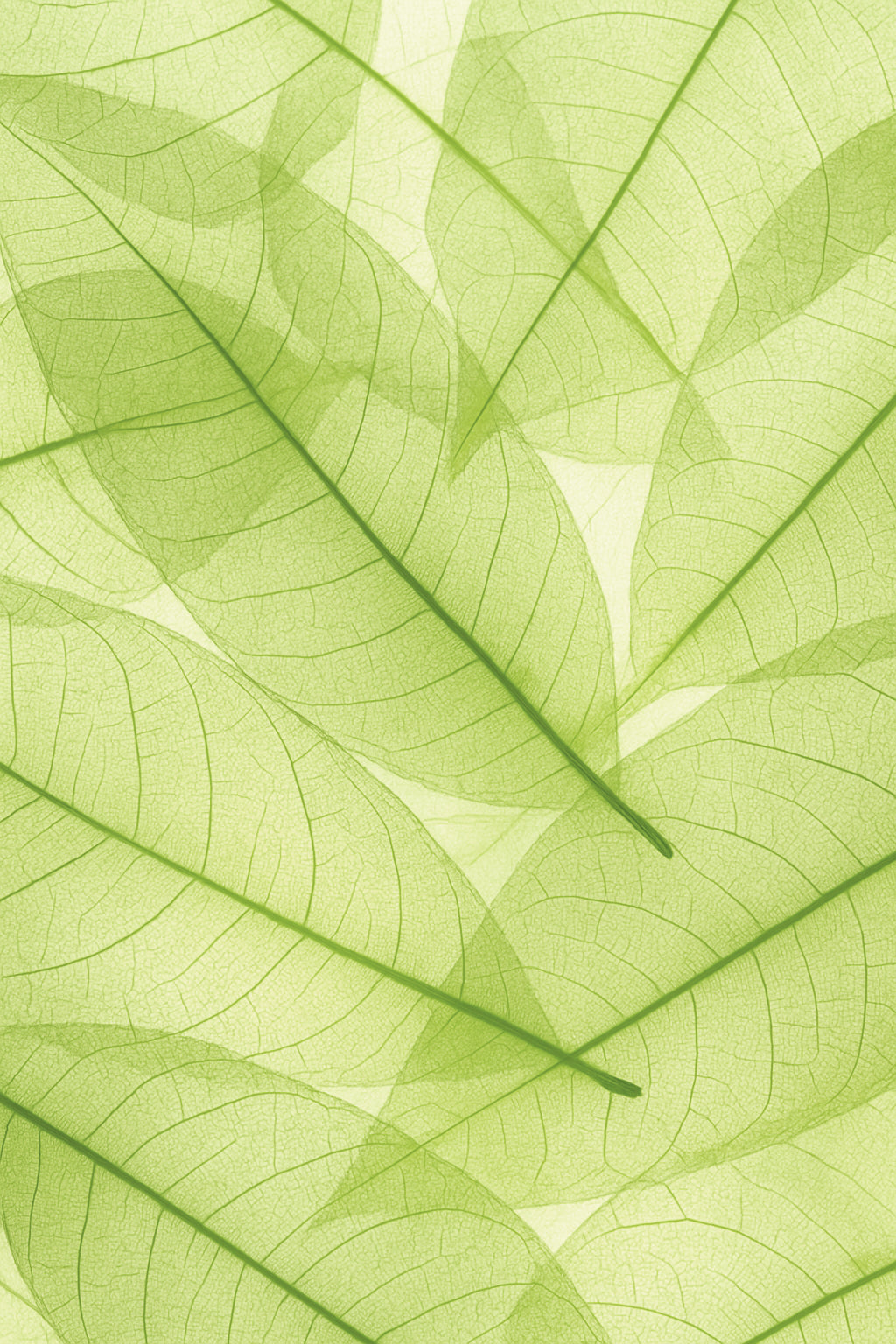 Green Tea Extract